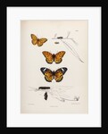 Butterflies and caterpillars by Frederic C Moore