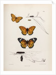 Butterflies and caterpillars by Frederic C Moore