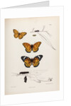 Butterflies and caterpillars by Frederic C Moore