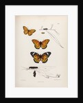 Butterflies and caterpillars by Frederic C Moore