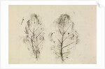 Oak leaves by Antoni van Leeuwenhoek