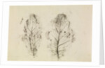 Oak leaves by Antoni van Leeuwenhoek