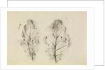 Oak leaves by Antoni van Leeuwenhoek