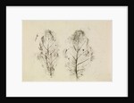 Oak leaves by Antoni van Leeuwenhoek