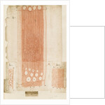 Oak wood sections by Antoni van Leeuwenhoek