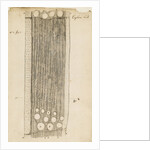 Oak wood section by Antoni van Leeuwenhoek