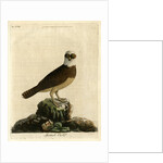 Spectacle owl' by John Latham