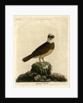 Spectacle owl' by John Latham