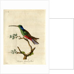 ‘Harlequin humming-bird’ by John Latham