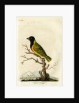 ‘Capital tanager’ by John Latham