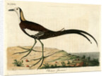 ‘Chinese jacana’ by John Latham
