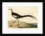 ‘Chinese jacana’ by John Latham
