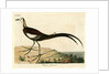 ‘Chinese jacana’ by John Latham