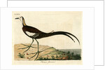 ‘Chinese jacana’ by John Latham