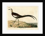 ‘Chinese jacana’ by John Latham