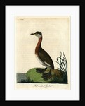 ‘Red-necked grebe’ by John Latham