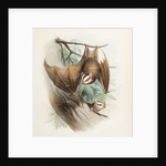 Salvin's big-eyed bat by Joseph Smit