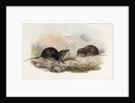 Shrews by Joseph Smit