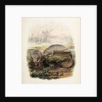 Manatees by Joseph Smit