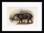 Tapir by Johannes Gerardus Keulemans
