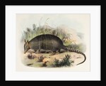 Nine-banded armadillo by Joseph Smit