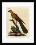 ‘Radiated falcon’ by John Latham