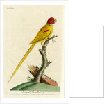 ‘Jongquil parrakeet’ by John Latham