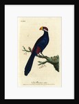 ‘Violet Plantain-eater’ by John Latham