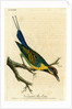 ‘Variegated bee eater’ by John Latham