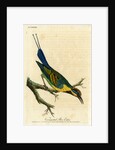 ‘Variegated bee eater’ by John Latham