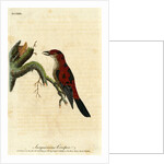 ‘Sanguineous creeper’ by John Latham