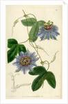 ‘Lieut Sulivan’s Passion-flower’ by S Watts