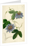 ‘Lieut Sulivan’s Passion-flower’ by S Watts