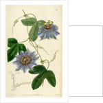 ‘Lieut Sulivan’s Passion-flower’ by S Watts