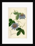 ‘Lieut Sulivan’s Passion-flower’ by S Watts