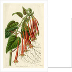 Brilliant fuschia by S Watts