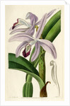 Perrin's sophronitis by S Watts