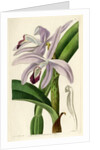 Perrin's sophronitis by S Watts