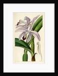 Perrin's sophronitis by S Watts