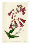 Gentian beardtongue by S Watts