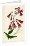 Gentian beardtongue by S Watts
