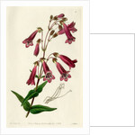 Gentian beardtongue by S Watts