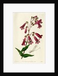 Gentian beardtongue by S Watts