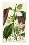 ‘Two-coloured woodwort’ by S Watts