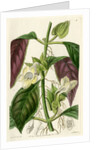 ‘Two-coloured woodwort’ by S Watts