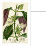 ‘Two-coloured woodwort’ by S Watts