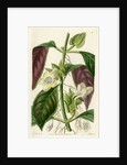 ‘Two-coloured woodwort’ by S Watts