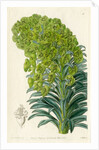 Mediterranean spurge by S Watts