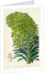 Mediterranean spurge by S Watts