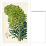 Mediterranean spurge by S Watts